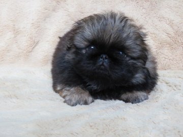 ペキニーズ【山口県・男の子・2021年3月8日・フォーン&ブラックマスク】の写真「★血統優秀で骨量＆毛量の良い子★次男★」