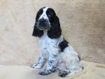 イングリッシュコッカースパニエル【山口県・女の子・2020年3月11日・ブルーローン】の写真「血統優秀で綺麗な子犬　【父：ＪＫＣ・ＣＨ直子】」