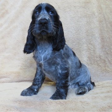 イングリッシュコッカースパニエル【山口県・女の子・2024年5月24日・ブルーローン】の写真「★骨量の有る、性格の良い子★次女」