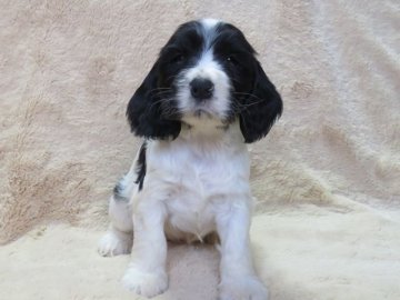イングリッシュコッカースパニエル【山口県・女の子・2018年11月20日・ブラック&ホワイト】の写真「血統優秀で小ぶりな子犬　【父：ＪＫＣ・ＣＨ直子】」