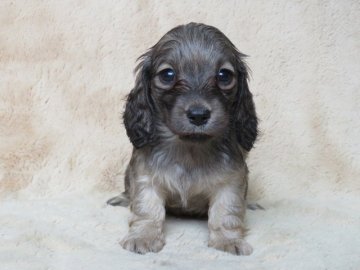 ミニチュアダックスフンド(ロング)【山口県・女の子・2019年1月2日・シェデットクリーム(イエロー)】の写真「★両親ＪＫＣ．ＣＨ直子★英国１００％血統 ★三女」