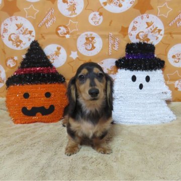 ミニチュアダックスフンド(ロング)【山口県・男の子・2024年6月27日・ブラック&タン】の写真「★骨量の有る、英国１００％血統の仔犬★次男」