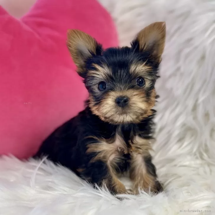 ID：2401-06542の子犬