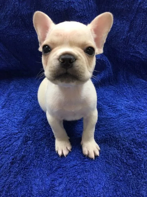 ID:1608-01158の子犬