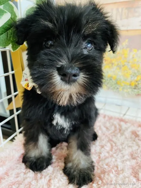 amari 様のお迎えした子犬