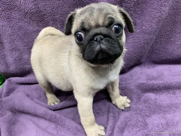 ID:1812-01171の子犬