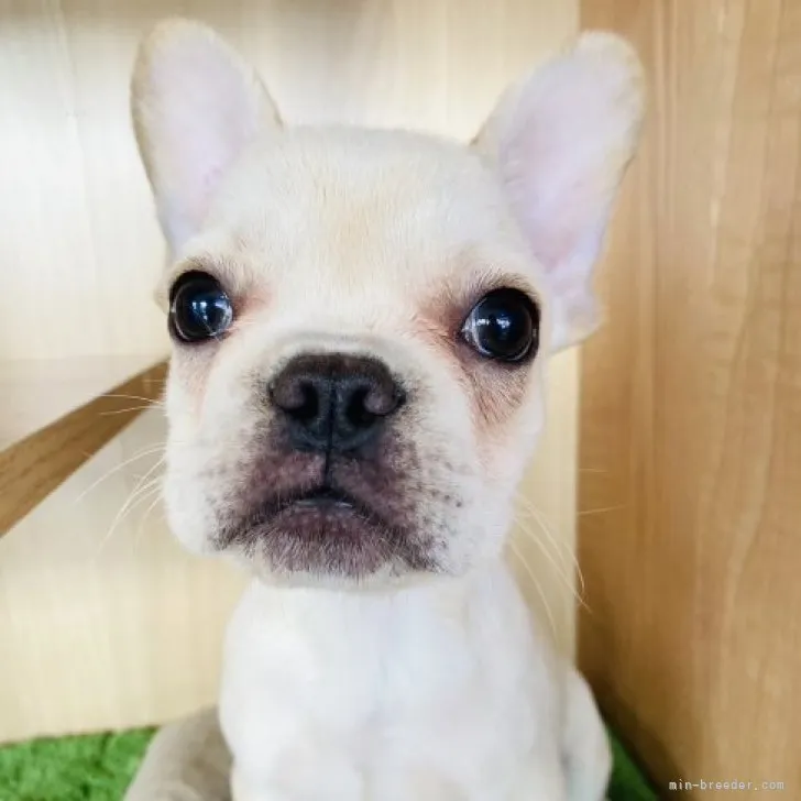 ID:2308-04975の子犬