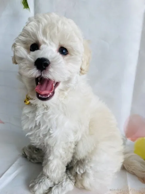 はる＆あき 様のお迎えした子犬