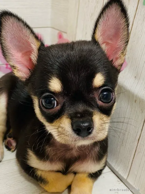 ID:2105-02129の子犬