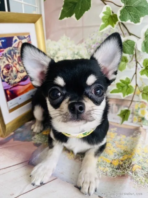 ID：2203-01191の子犬