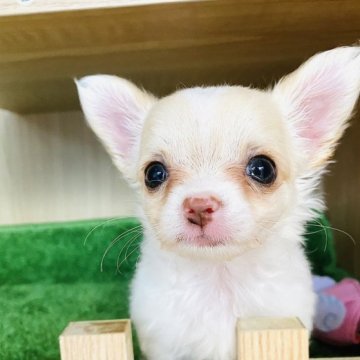 チワワ(ロング)【群馬県・女の子・2023年8月29日・クリーム】の写真「可愛いです❤️新宿でも対応可能」