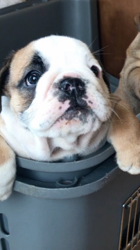 ブルドッグ【群馬県・女の子・2017年8月22日・レッド&ホワイト】の写真「可愛いです♡」