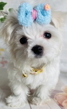 マルチーズ【群馬県・男の子・2022年1月11日・ホワイト】の写真「可愛いです❤️❤️」