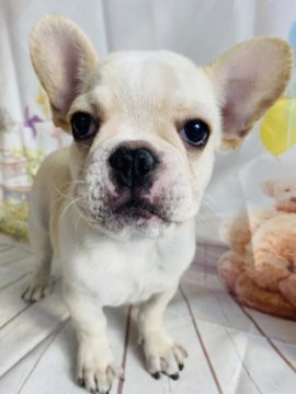 フレンチブルドッグ【群馬県・男の子・2021年9月17日・クリーム】の写真「とってもチャーミング💙」