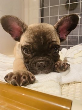 フレンチブルドッグ【群馬県・男の子・2019年8月24日・フォーン】の写真「小さめ男の子♡」