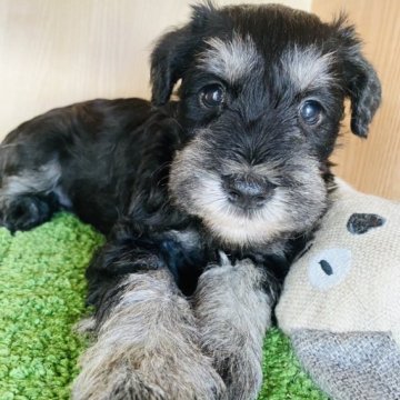 ミニチュアシュナウザー【群馬県・男の子・2023年7月4日・ブラック&シルバー】の写真「ムチムチで可愛いです❤️」