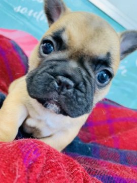 フレンチブルドッグ【群馬県・女の子・2019年9月6日・フォーン】の写真「わんぱくな女の子♡」