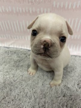 フレンチブルドッグ【群馬県・男の子・2022年3月1日・クリーム】の写真「可愛いです💕」