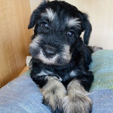 ミニチュアシュナウザー【群馬県・男の子・2023年7月4日・ブラック&シルバー】の写真「ムチムチの男の子❤️」