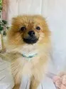 ポメラニアン【群馬県・男の子・2021年9月28日・オレンジ】の写真3