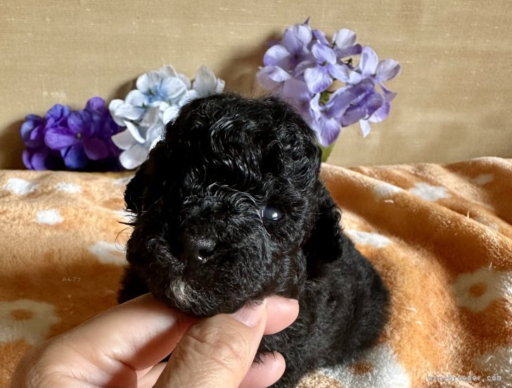 管野真美ブリーダーのブログ：足先にポイントのシルバーくん