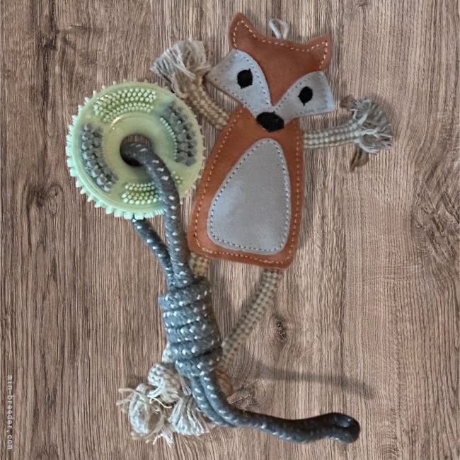 管野真美ブリーダーのブログ：新しいオモチャ♪