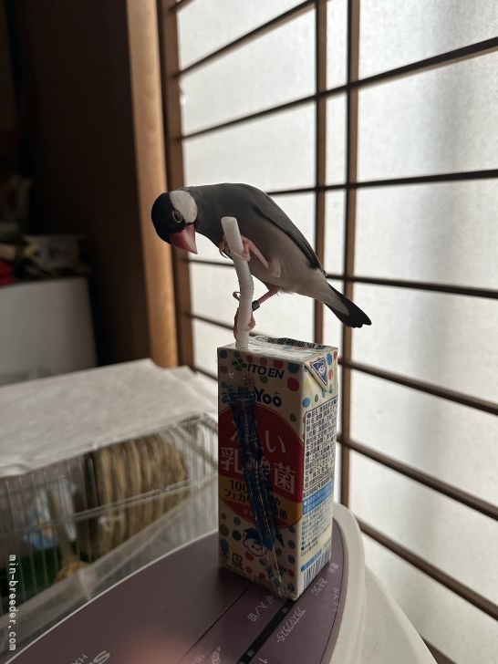 管野真美ブリーダーのブログ：珊瑚の子（11月28日生まれ）