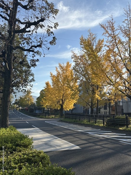 管野真美ブリーダーのブログ：銀杏並木と姉弟と🍂