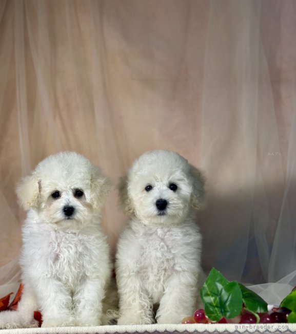 管野真美ブリーダーのブログ：✨🤍ホワイトプードル姉弟・ツーショット🤍✨