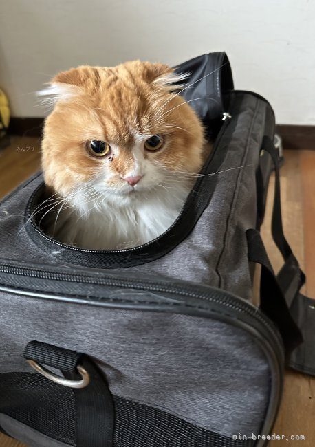 管野真美ブリーダーのブログ：✨きなこさん✨