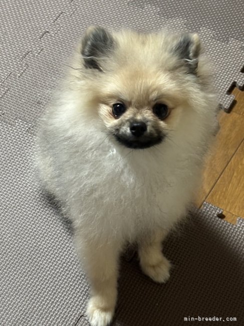 管野真美ブリーダーのブログ：大阪へ巣立ったハリーくん