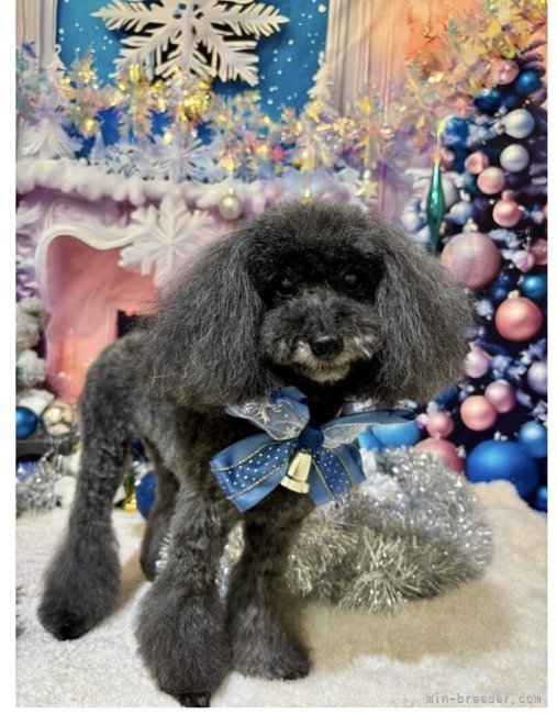 管野真美ブリーダーのブログ：Ｙ家の四姉妹＆アルジャンくん