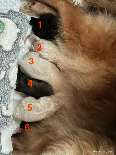 管野真美ブリーダーのブログ：🌼棗ベビーたちが誕生しました！👶🐶✨