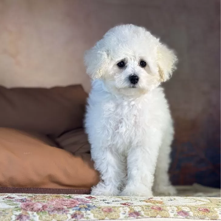 M.S 様のお迎えした子犬