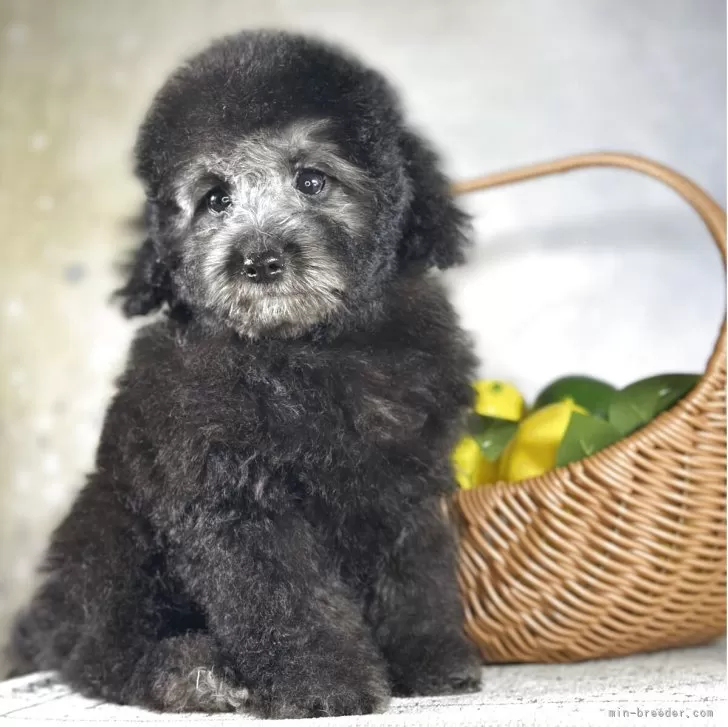 J.M 様のお迎えした子犬