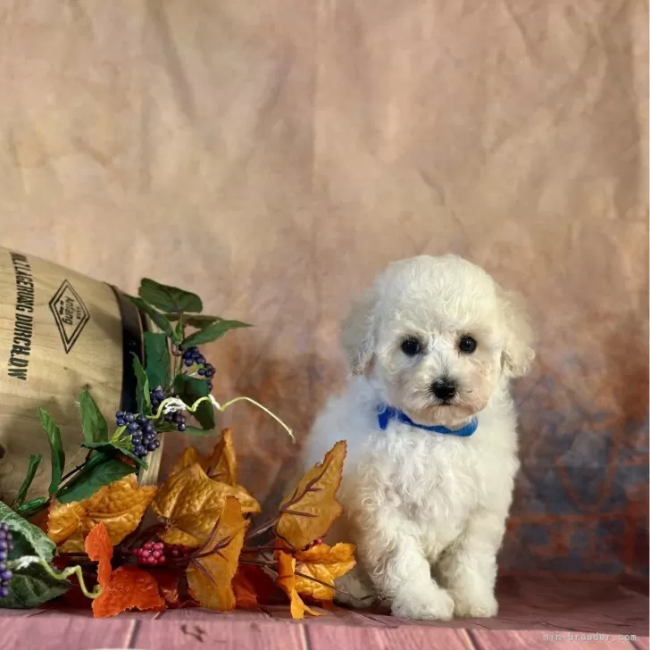 メタング 様のお迎えした子犬