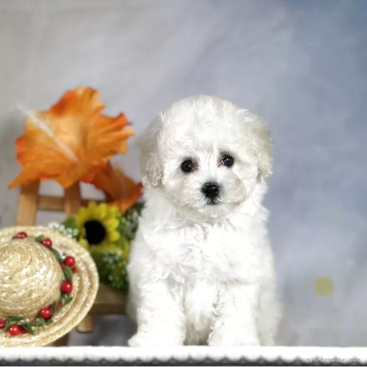 ID:2505-04801の子犬