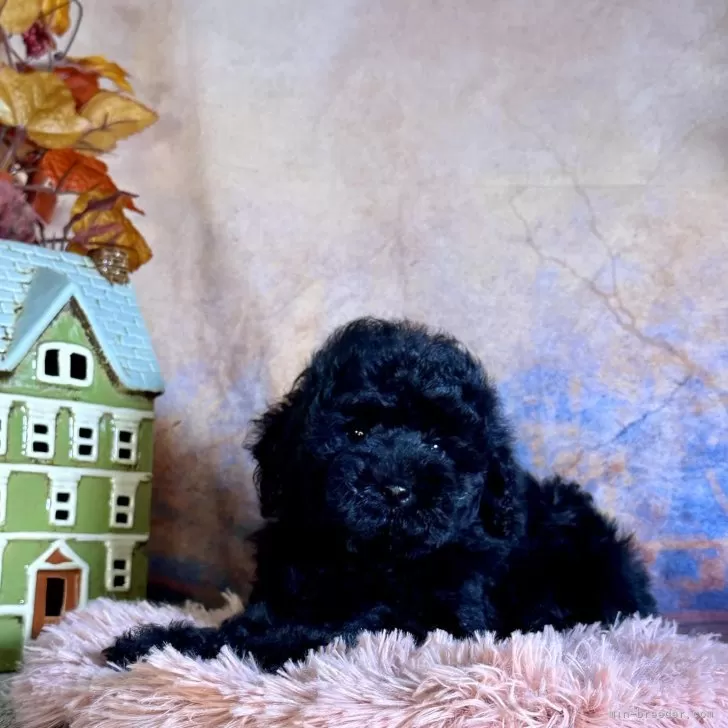 ID：2410-01006の子犬