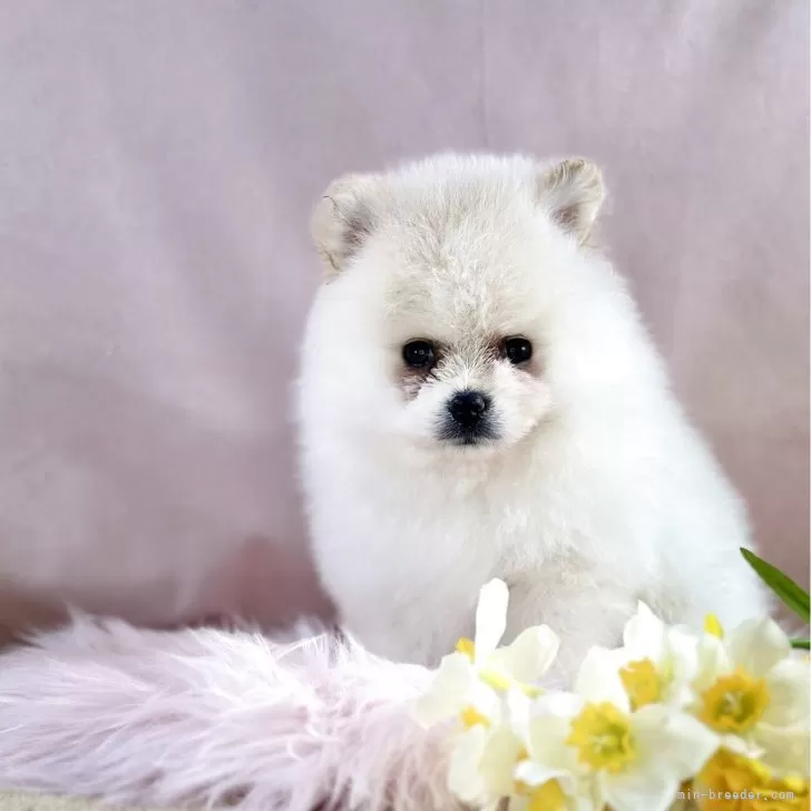 ポメラニアン【京都府・男の子・2025年12月1日・クリーム】の写真1