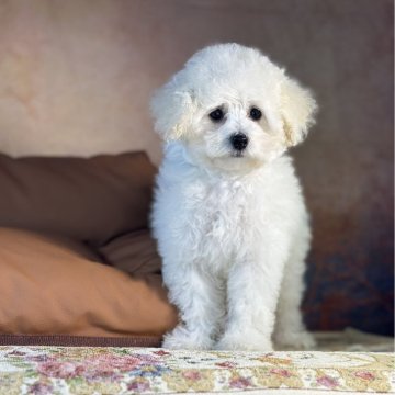 トイプードル(タイニー)【京都府・女の子・2025年8月21日・ホワイト】の写真「紅一点！良血統女の子」