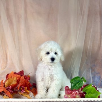 トイプードル(タイニー)【京都府・男の子・2025年8月21日・ホワイト】の写真「良血統で元気な男の子」