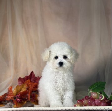 トイプードル(タイニー)【京都府・女の子・2025年8月21日・ホワイト】の写真「紅一点！良血統女の子」