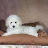 トイプードル(トイ)