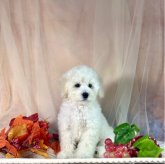 トイプードル(タイニー)