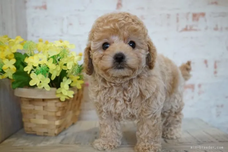 ID：1903-00414の子犬