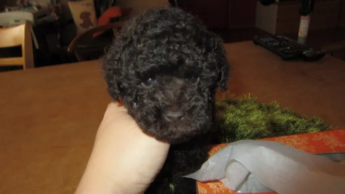 ID：1212-00762の子犬