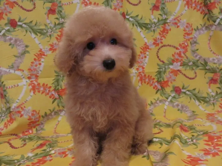 ID：1606-01869の子犬