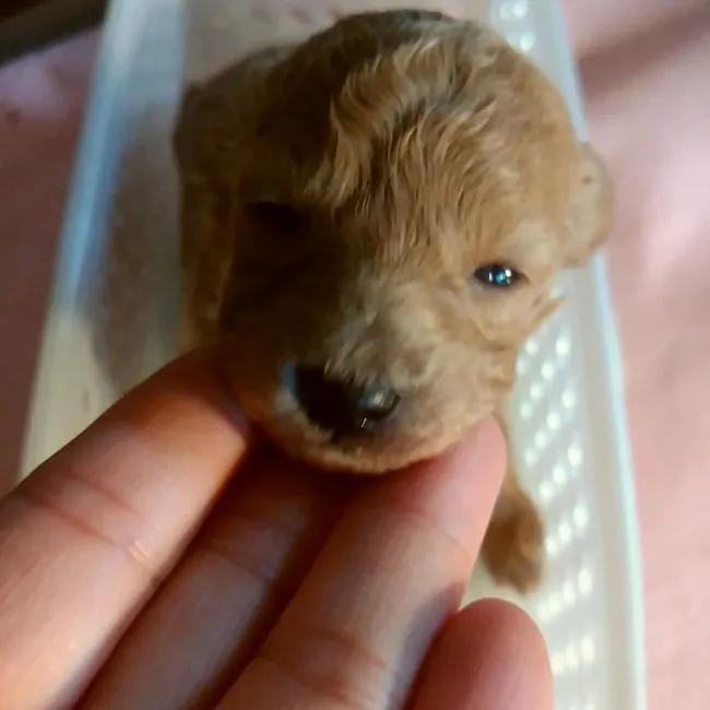 ID:1606-01085の子犬