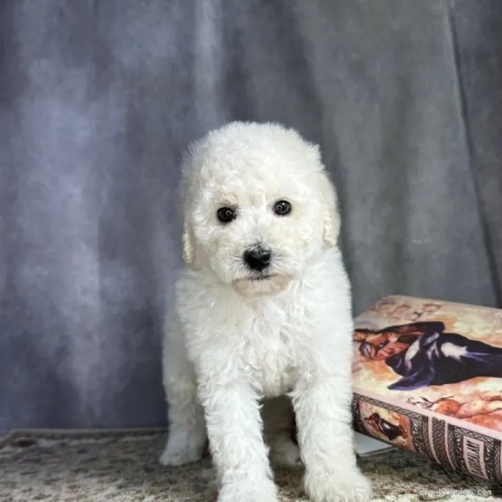 ID:2310-01215の子犬