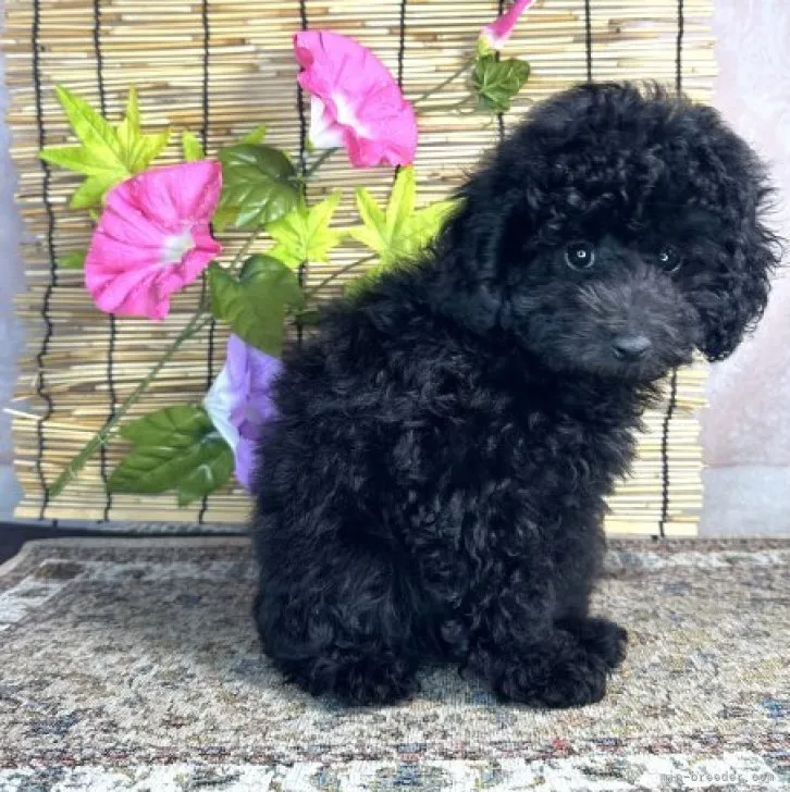 ID:2306-00865の子犬